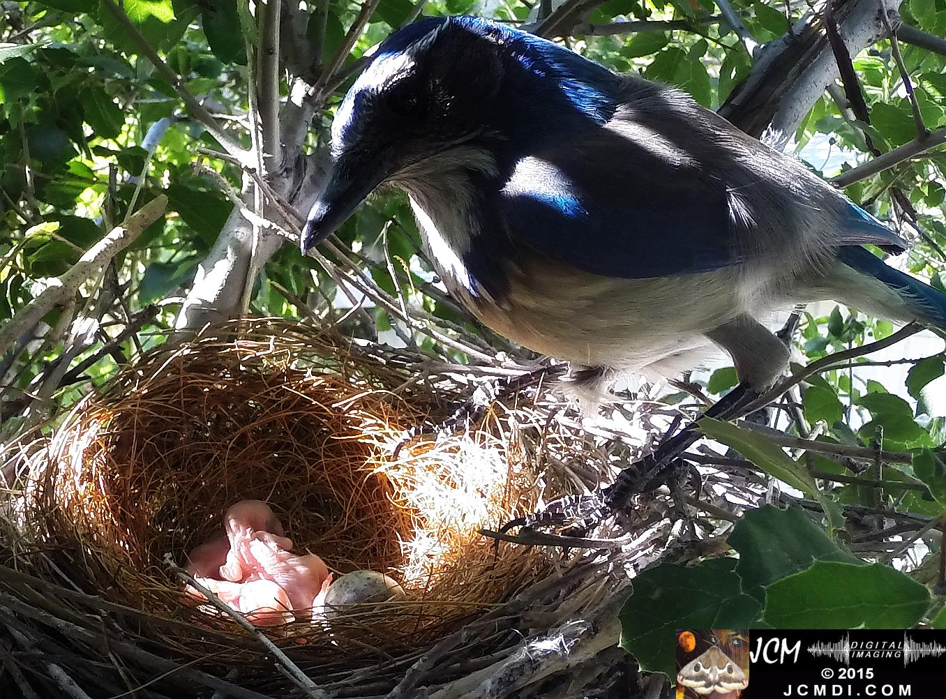 Scrub jay female standing over nest and 2 chicks zoomed in Santa Clarita, Ca jcmdi.com